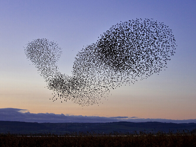 article_flock_of_starlings